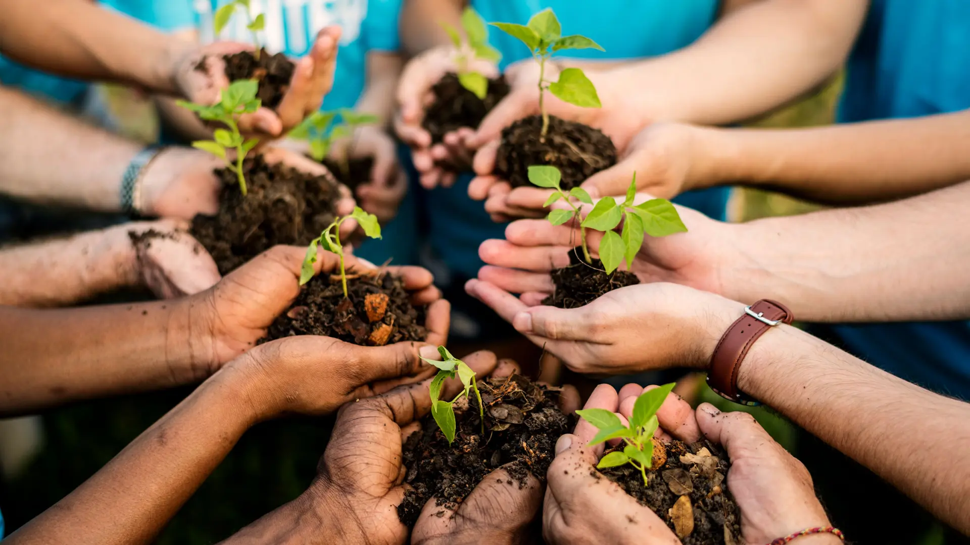 Many hands holding small seed sprouts  